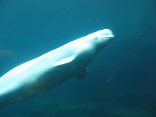 beluga.jpg