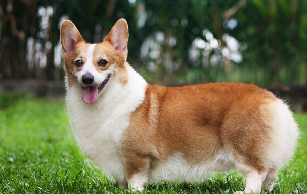 Corgi